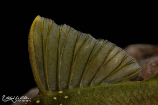 Hemiancistrus subviridis