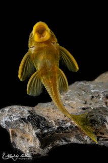 Hemiancistrus subviridis