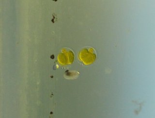 Hisonotus aky