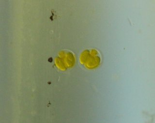 Hisonotus aky
