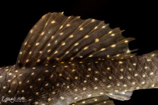 Hopliancistrus wolverine