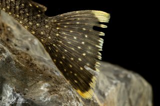 Hopliancistrus wolverine