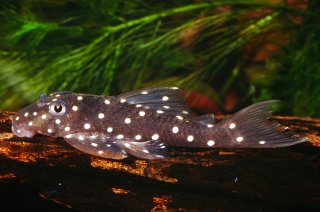 Hypancistrus contradens