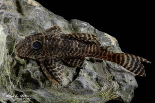 Hypancistrus sp. (L066)