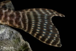 Hypancistrus sp. (L066)