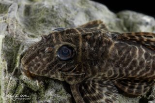 Hypancistrus sp. (L066)