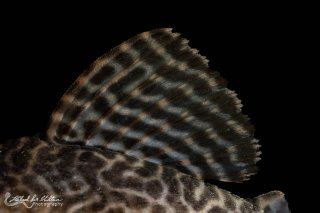 Hypancistrus sp. (L066)