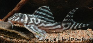 Hypancistrus sp. (L173)