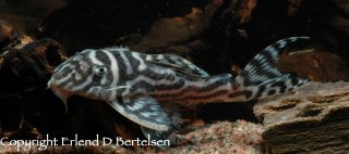 Hypancistrus sp. (L173)