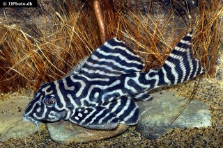Hypancistrus sp. (L333)