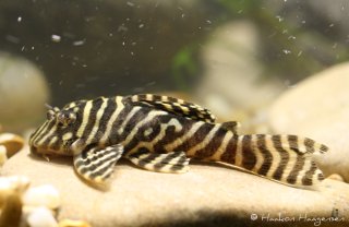 Hypancistrus sp. (L333)