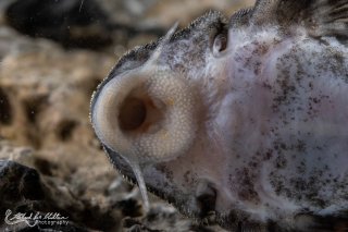 Hypancistrus sp. (L400)