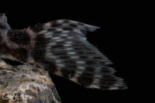 Hypancistrus sp. (L400)