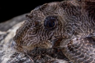 Hypancistrus sp. (L411)