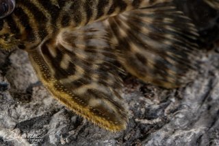 Hypancistrus sp. (L450)
