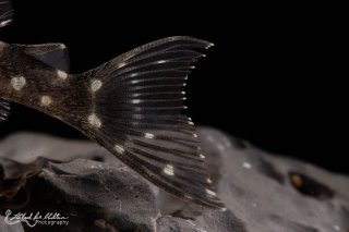 Hypancistrus sp. (L471)