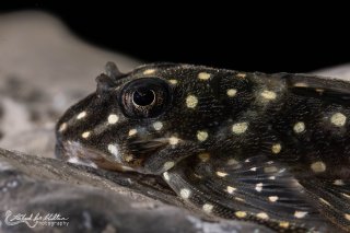 Hypancistrus sp. (L471)