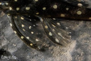 Hypancistrus sp. (L471)