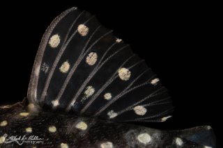 Hypancistrus sp. (L471)