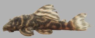 Hypancistrus sp. (L475)