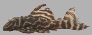 Hypancistrus sp. (L475)