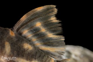Hypancistrus sp. (L500)