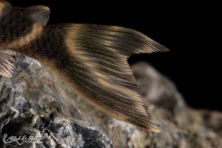 Hypancistrus sp. (L500)