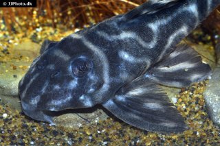 Hypancistrus sp. (L500)