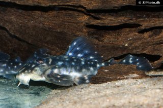 Hypancistrus sp. (L501)