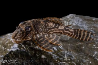 Hypancistrus sp. (L527)