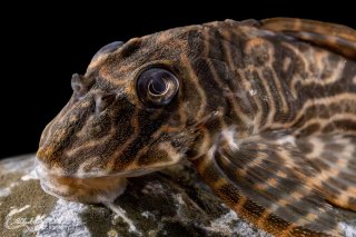 Hypancistrus sp. (L527)