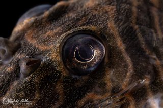 Hypancistrus sp. (L527)