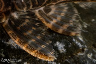 Hypancistrus sp. (L527)