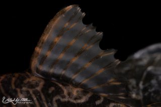 Hypancistrus sp. (L527)