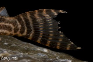 Hypancistrus sp. (L527)