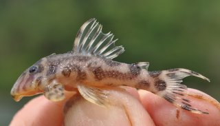 Hypancistrus yudja