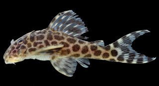 Hypancistrus yudja