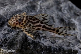 Hypancistrus yudja
