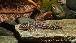 Hypancistrus yudja