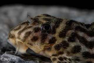 Hypancistrus yudja