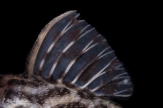 Hypancistrus yudja