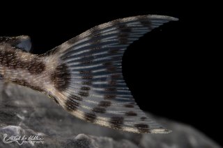 Hypancistrus yudja