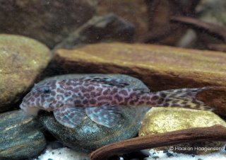 Hypancistrus yudja