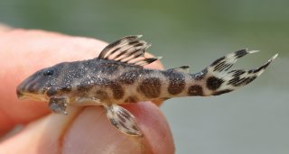 Hypancistrus yudja