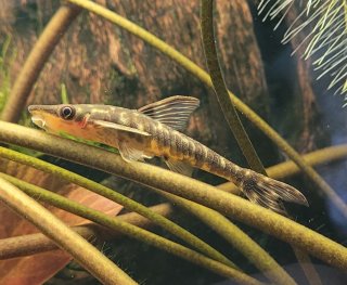 Hypoptopoma sp. (1)