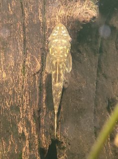 Hypoptopoma sp. (1)