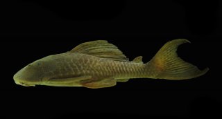 Hypostomus aff. pusarum