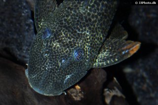 Hypostomus asperatus