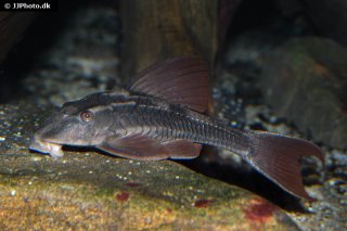 Hypostomus basilisko