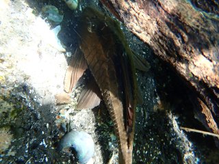 Hypostomus basilisko